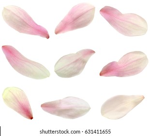 Isolated Magnolia Petals