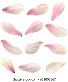 Isolated Magnolia Petals