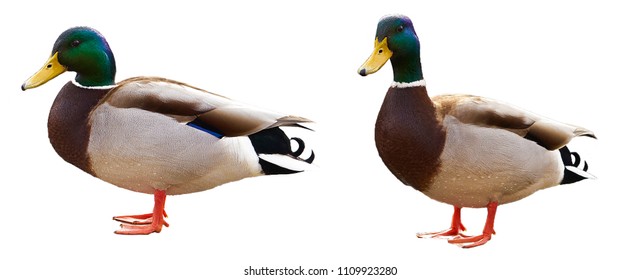 Isolated Mallard Duck on white background, Two Mallard Duck