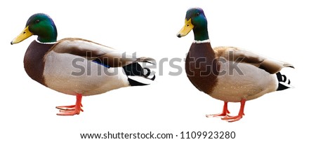 Isolated Mallard Duck on white background, Two Mallard Duck