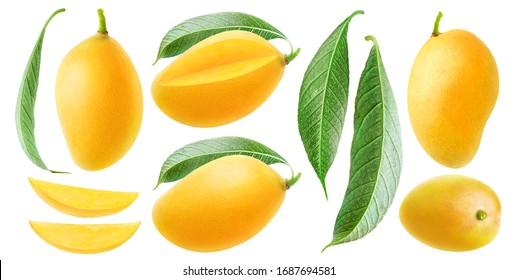 Isolated mango collection. Thai yellow mango fruits of different shapes, pieces and leaves isolated on white background