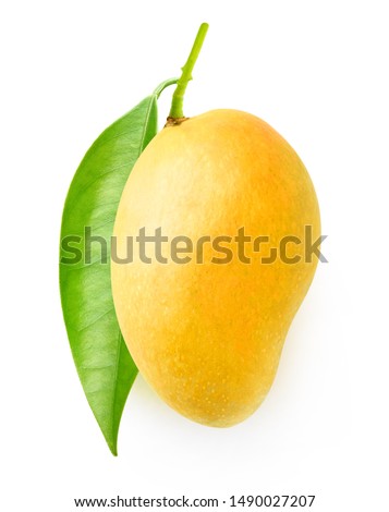 Isolated mango fruit. Tree branch with leaves and one yellow mango isolated on white background with clipping path