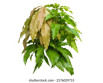 Isolated mango leaves, various shades of green, mango leaves that vary in color according to age and time, young leaves and mature leaves.  Mango is a tropical fruit. - Shutterstock ID 2176029715