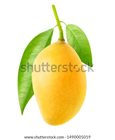Isolated mango. One yellow mango fruit hanging on a tree branch with leaves isolated on white background with clipping path