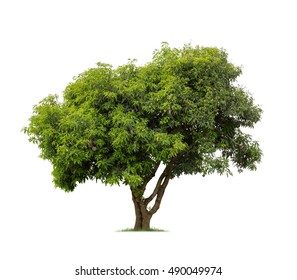 Isolated Mango Tree On White Background