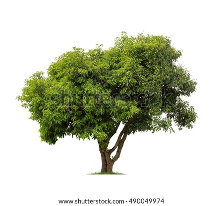 Isolated mango tree on white background