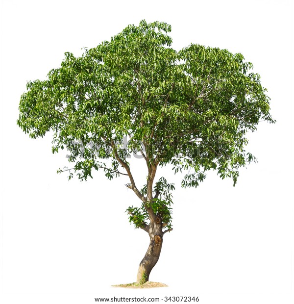 Isolated Mango Tree On White Background Stock Photo (Edit Now) 343072346