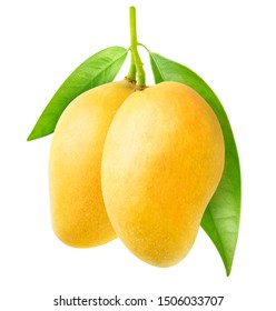 Isolated mango. Two yellow mango fruit hanging on a tree branch isolated on white background with clipping path