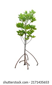 Isolated mangrove tree with prop root and aerial roots cut out on the white background.