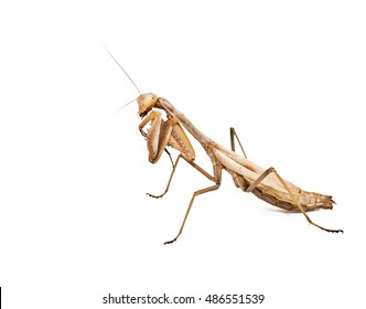 isolated mantis