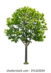 Isolated Maple Tree On A White Background 