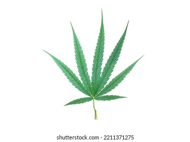 Isolated Marihuana Or Cannabis Indica Leaf With Clipping Paths.