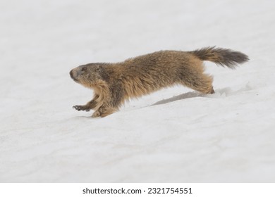 Isolated Marmot while running on the snow background in winter