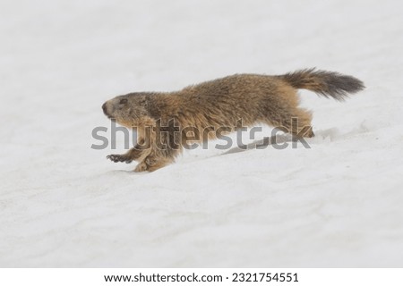 Isolated Marmot while running on the snow background in winter