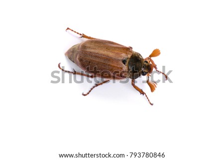 Isolated maybug or maybeetle on white background