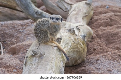 Isolated Meerkat In West Midland Safari Park