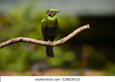 Isolated  metallic green west african bird, Emerald starling , Lamprotornis iris against blurred background. Sierra Leone, West Africa.