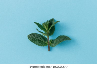 Isolated Mint Leaves Shot From Above On A Pastel Blue Background. 