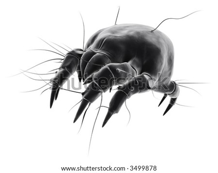 isolated mite