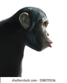 Isolated monkey. Chimpanzee monkey's surprised funny face isolated on white background with clipping path