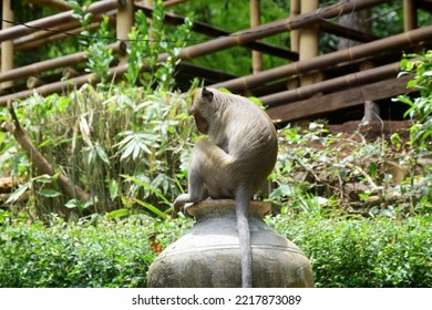 Isolated Monkey Photo Full Body