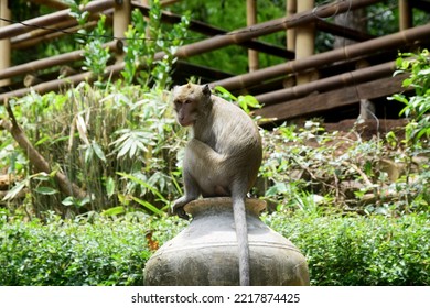 Isolated Monkey Photo Full Body