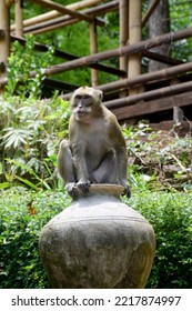 Isolated Monkey Photo Full Body