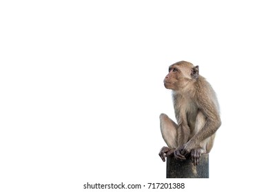 Isolated monkey sitting on a steel 