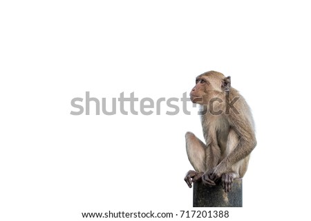 Isolated monkey sitting on a steel 