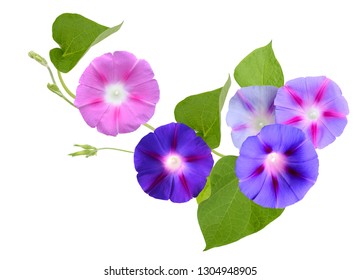 37,361 Morning Glory Flowers Images, Stock Photos & Vectors 