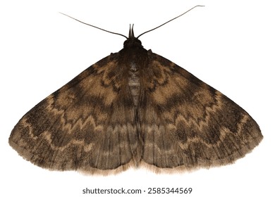 Isolated moth on white background, Idia occidentalis from USA