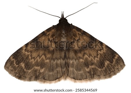 Isolated moth on white background, Idia occidentalis from USA
