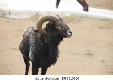 A Isolated Mouflon Sheep Closeup View
