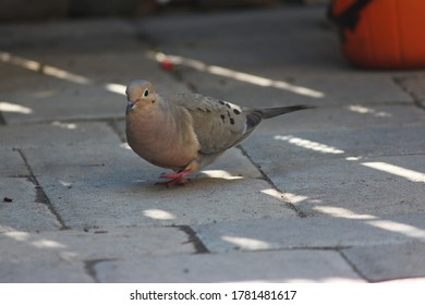 Isolated Mourning Dove In The Backyard, Also Known As Rain Dove Or Turtle Dove. Belongs To  The Dove Family, Columbidae