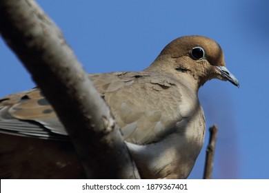 Isolated Mourning Dove In A Tree