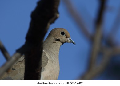 Isolated Mourning Dove In A Tree