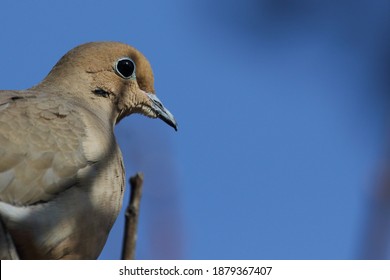 Isolated Mourning Dove In A Tree
