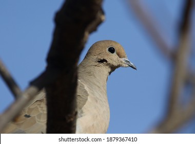 Isolated Mourning Dove In A Tree