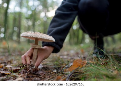 Isolated mushroom being picked on an autumn day in the forest