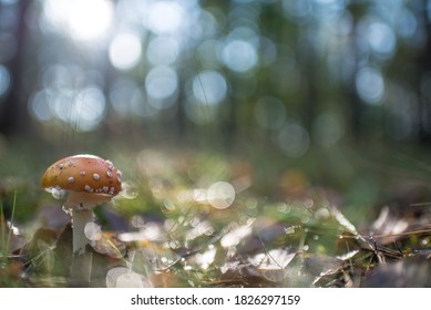 Isolated mushroom on an autumn day in the forest