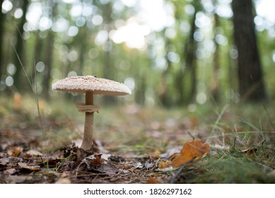 Isolated mushroom on an autumn day in the forest