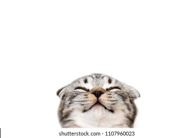 Isolated Muzzle Of A Happy Smiling Cat With Closed Eyes On A White Background. Portrait Purebred Scottish Fold Tabby Kitten.