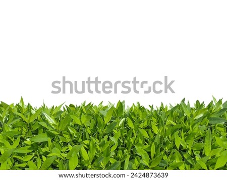 Similar – cress forest Cress Grass