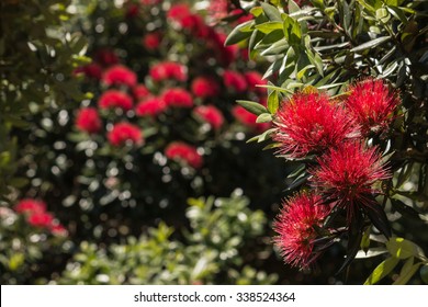 isolated New Zealand Christmas tree flowers