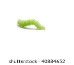isolated nocturnal butterfly caterpillar on white background