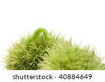 isolated nocturnal butterfly caterpillar in top of a green chestnut-bur