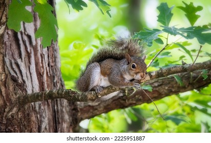 Isolated North American squirrel resting in a tree - Powered by Shutterstock