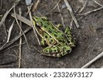 isolated northern leopard frog in natural habitat