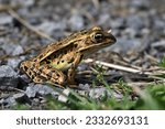 isolated northern leopard frog in natural habitat