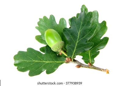 306,523 Oak Branch Images, Stock Photos & Vectors | Shutterstock